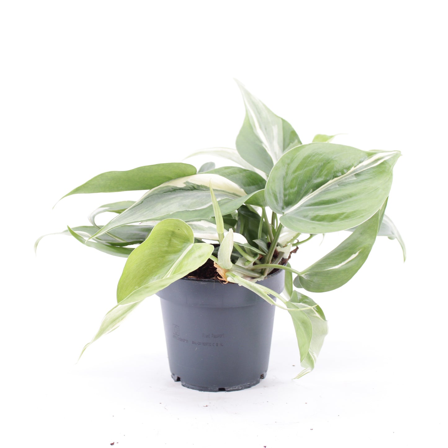 Zeur Niet, kwekerij Philodendron scandens Pack of 10