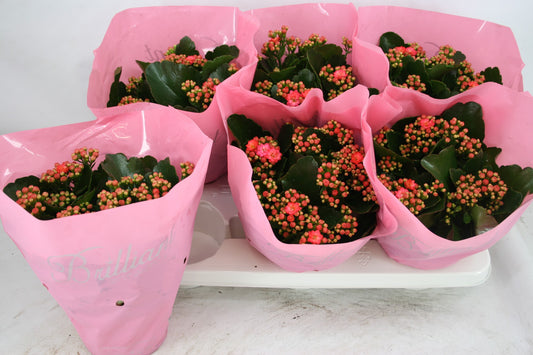 Kalanchoe Calandiva Birkin 24cm 15cm Pot