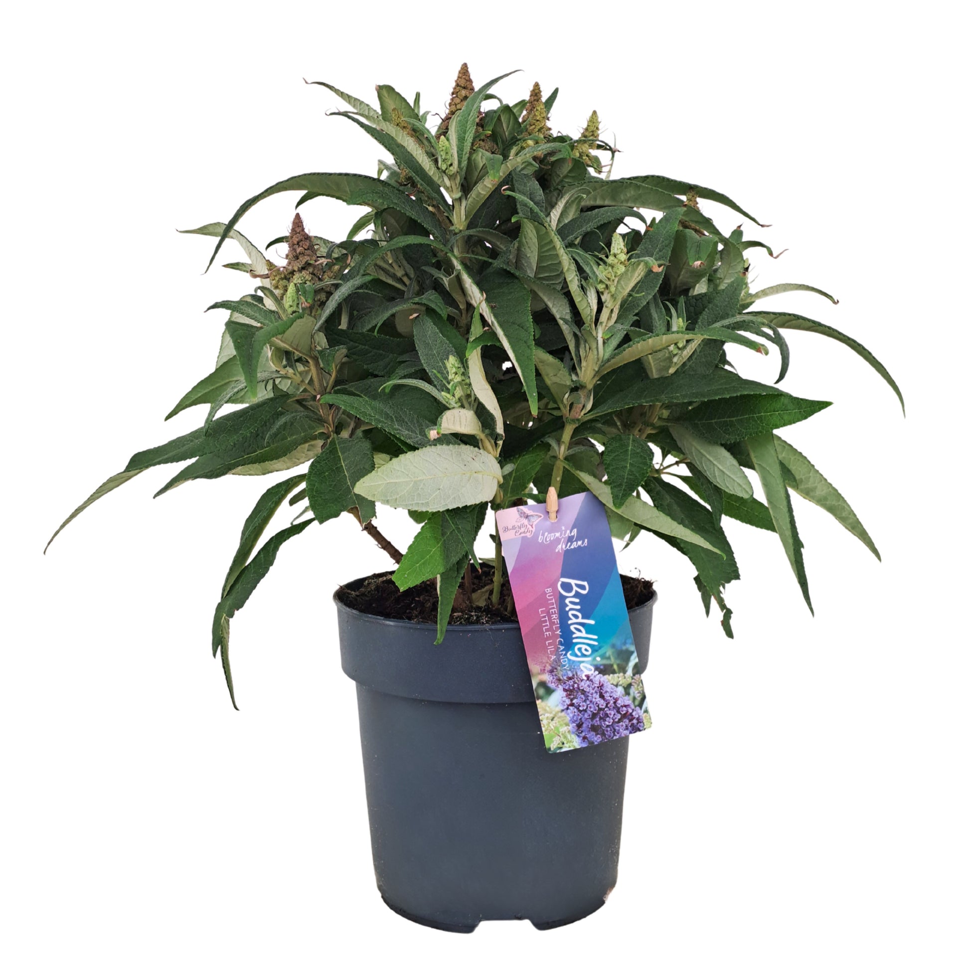 Buddleja Butterfly Candy Little Lila 35cm 17cm Pot
