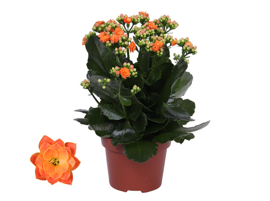 Kalanchoe Rosalina Don Pedro 27cm 12cm Pot