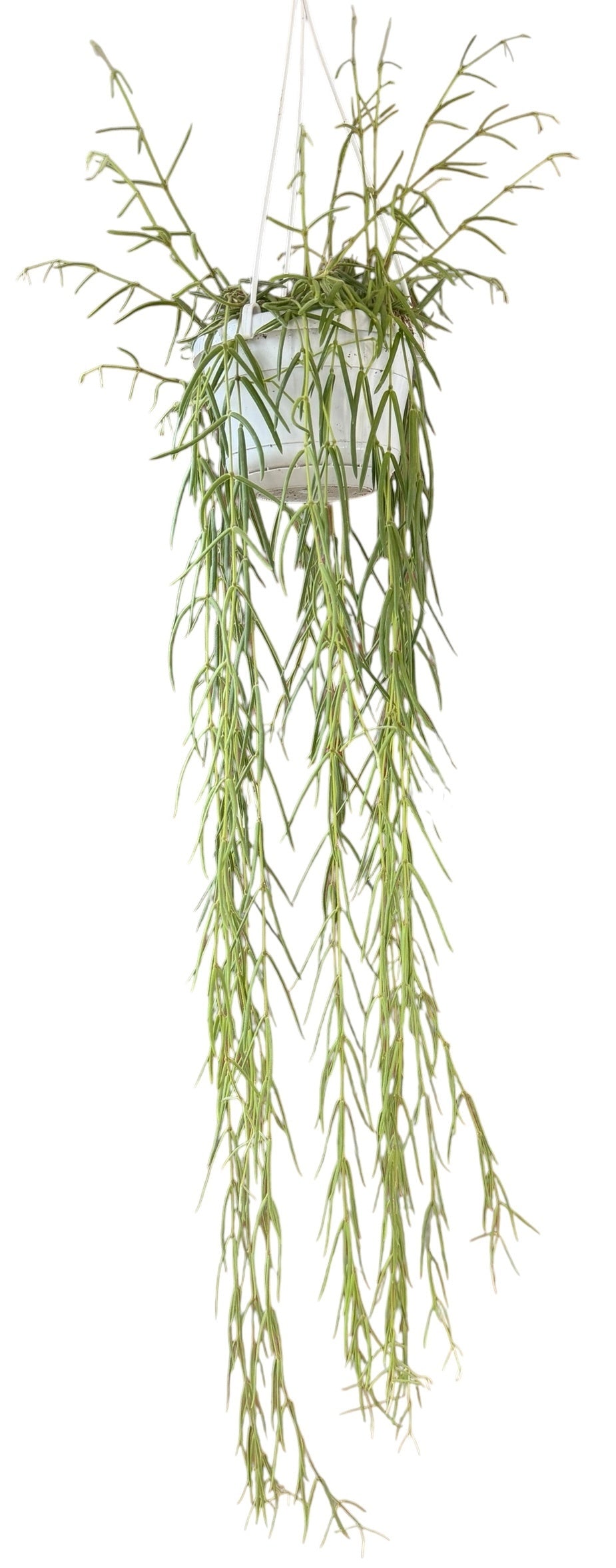Hoya australis 90cm 14cm Pot