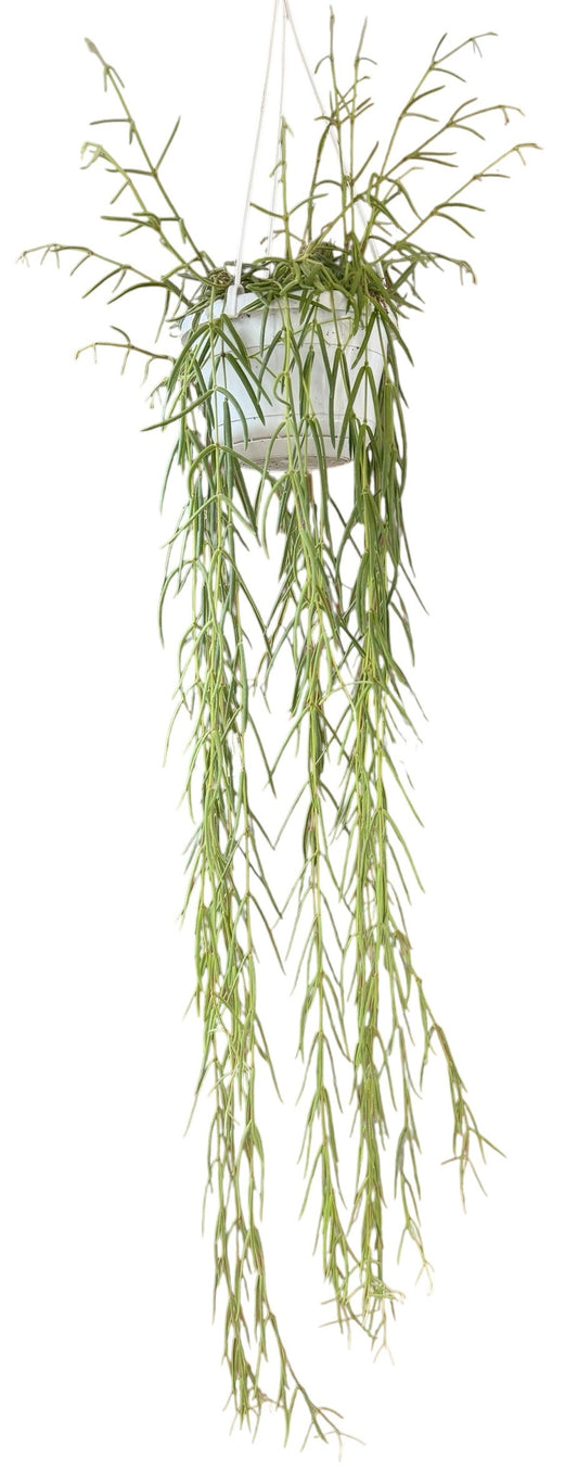 Hoya australis 90cm 14cm Pot