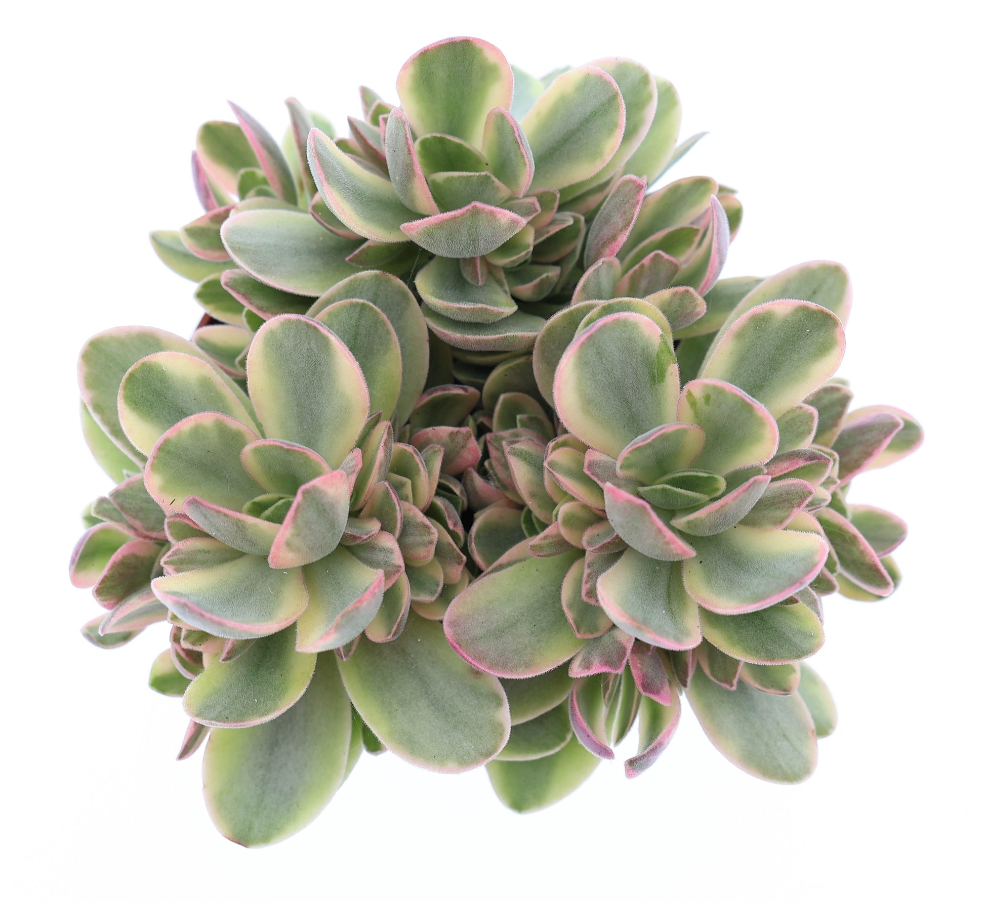 Crassula Moneymaker 12cm Special Pot (508)