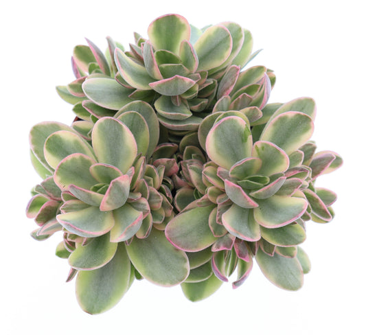 Crassula Moneymaker 12cm Special Pot (508)