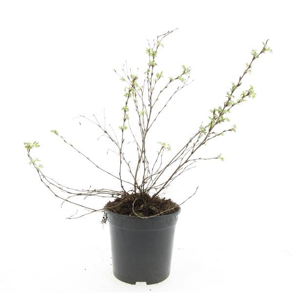 Potentilla frut. Abbotswood 10cm 14cm Pot