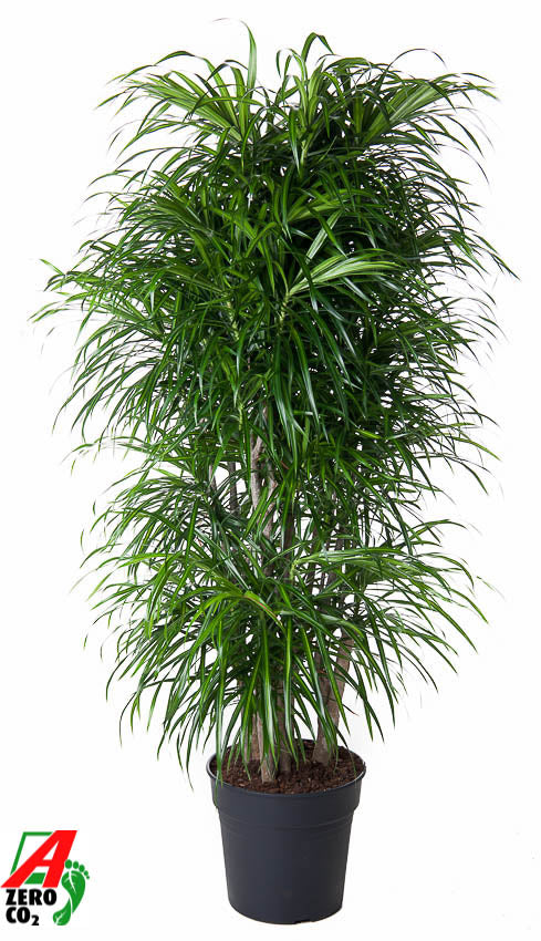 Dracaena ref. Anita 140cm 31cm Pot