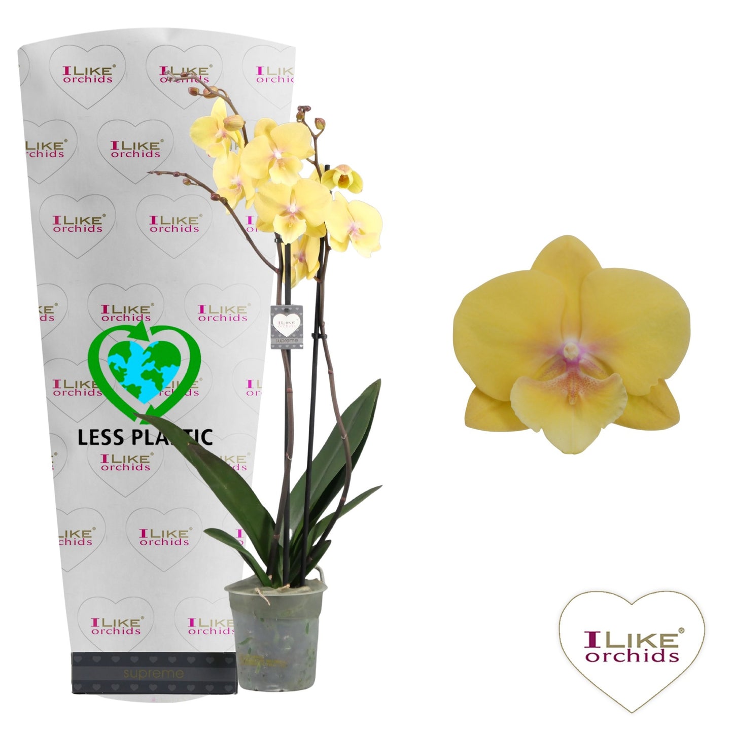 Phalaenopsis Manta Palau 75cm 12cm Pot