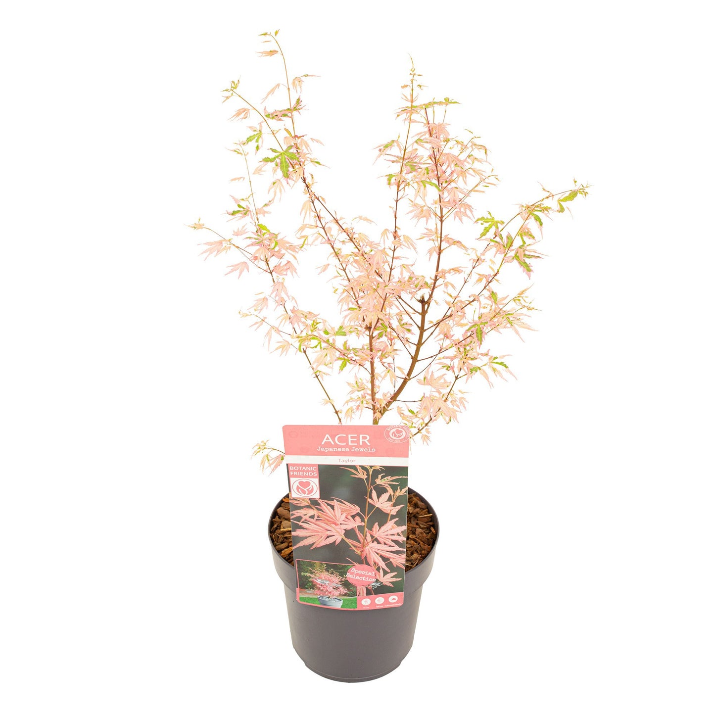 Acer Taylor 65cm 19cm Pot