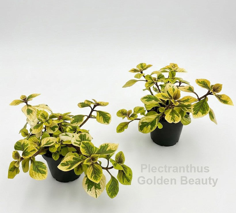 Plectranthus 20cm 12cm Pot