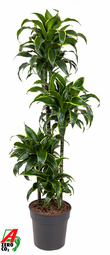 Dracaena fragrans Dorado 90-60-30-15 140cm 27cm Pot