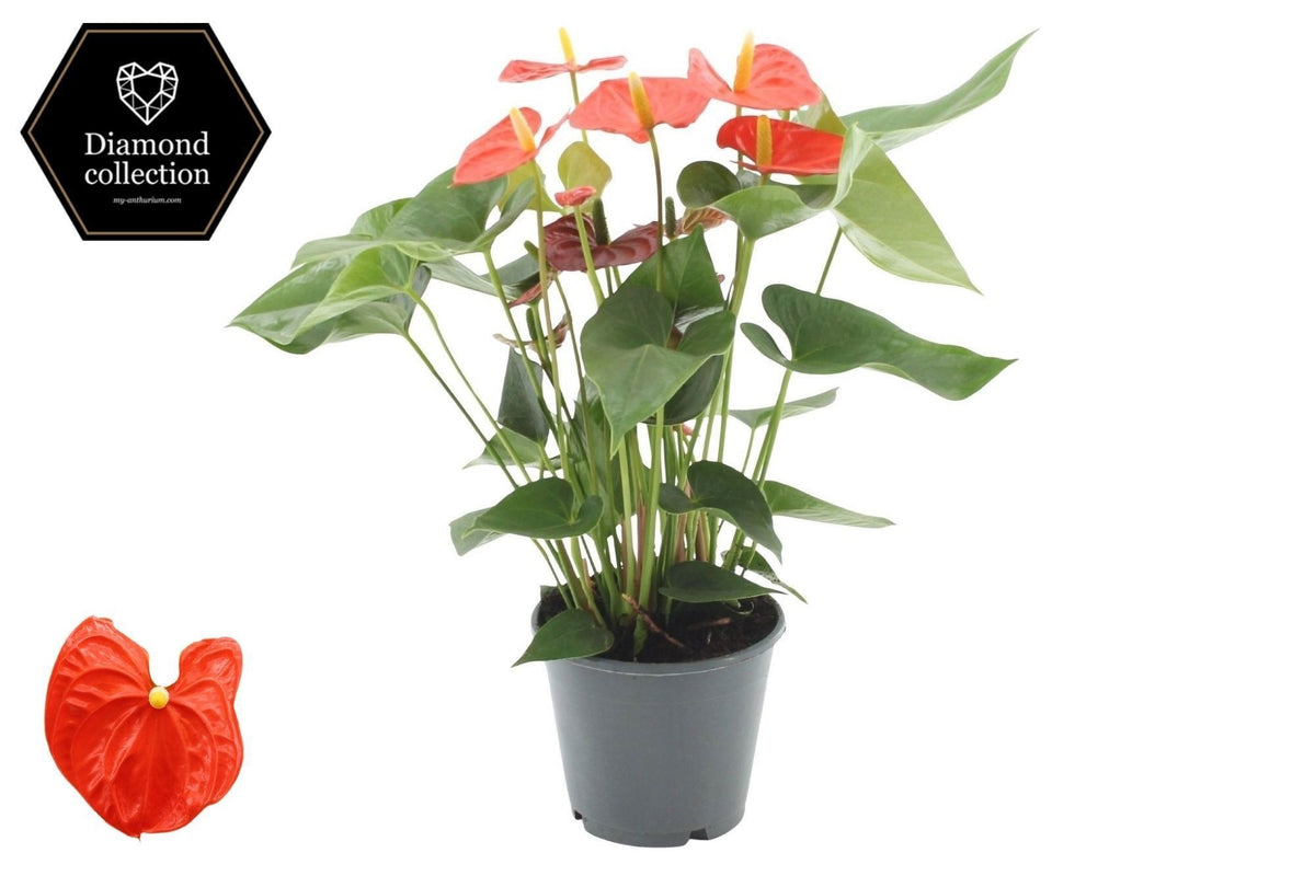 Anthurium Sierra Orange 45cm 14cm Pot