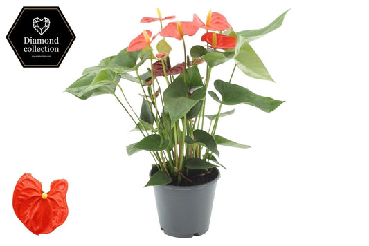 Anthurium Sierra Orange 45cm 14cm Pot