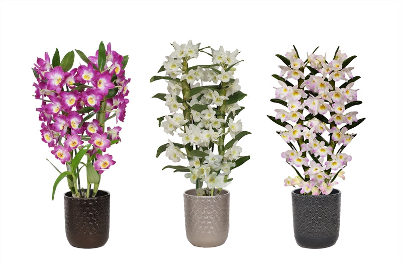Dendrobium nob. Star Class 50cm 12cm Pot
