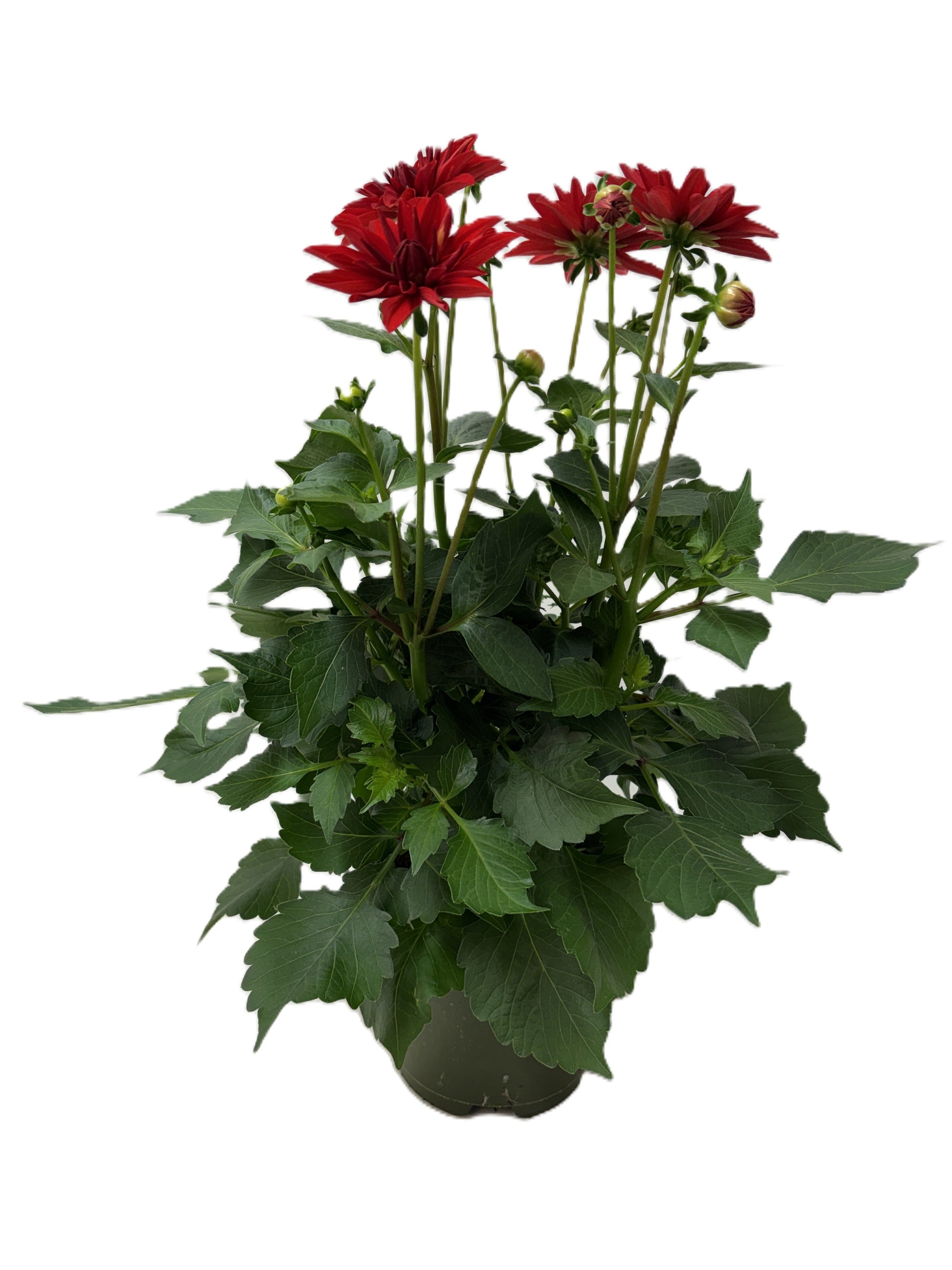 Dahlia Hypnotica Red Velvet 30cm 17cm Pot
