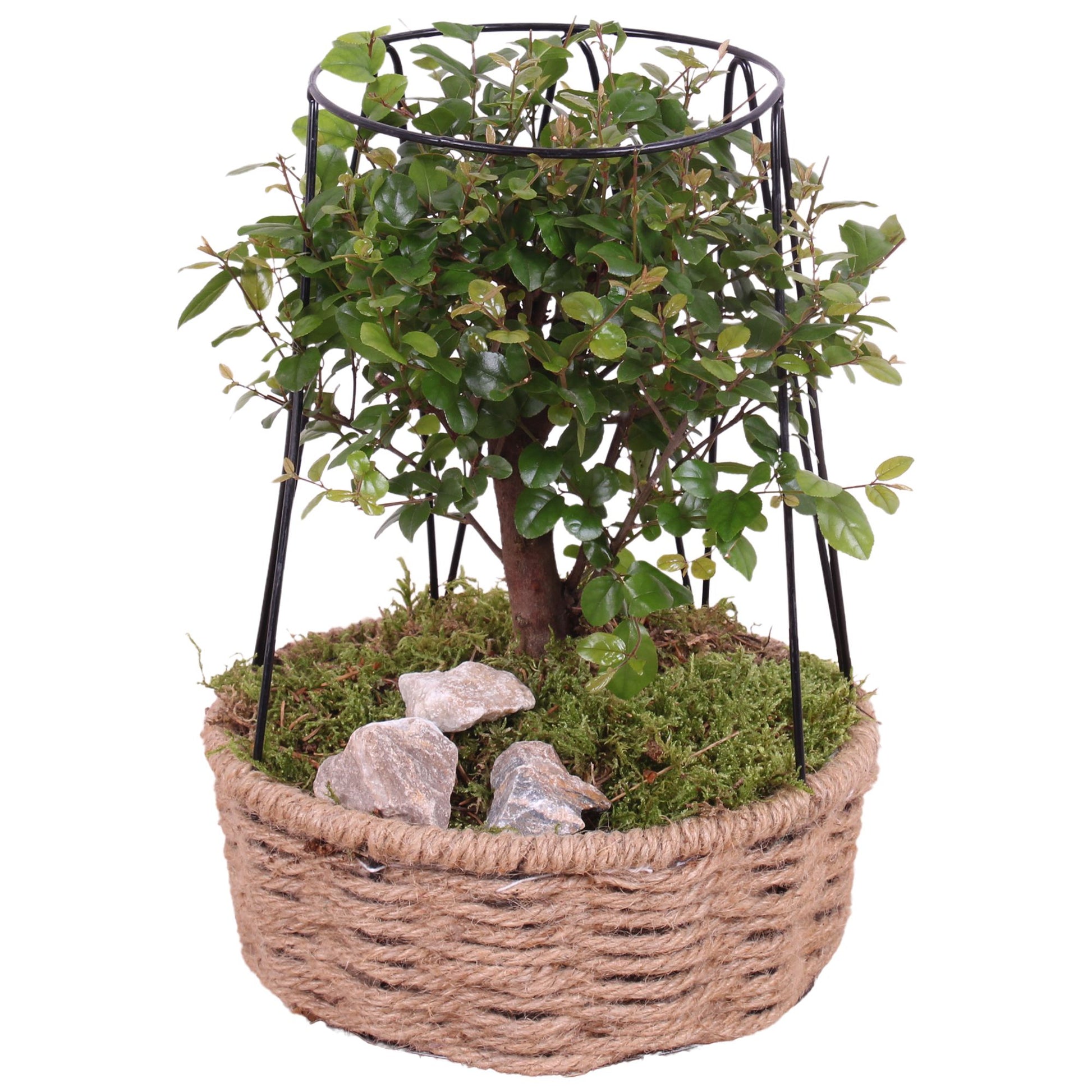 Bonsai mix 30cm 21cm Pot