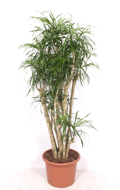 Dracaena ref. Anita 170cm 40cm Pot