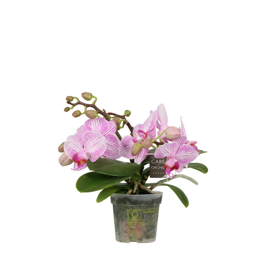 Phalaenopsis pink 25cm 7cm Pot