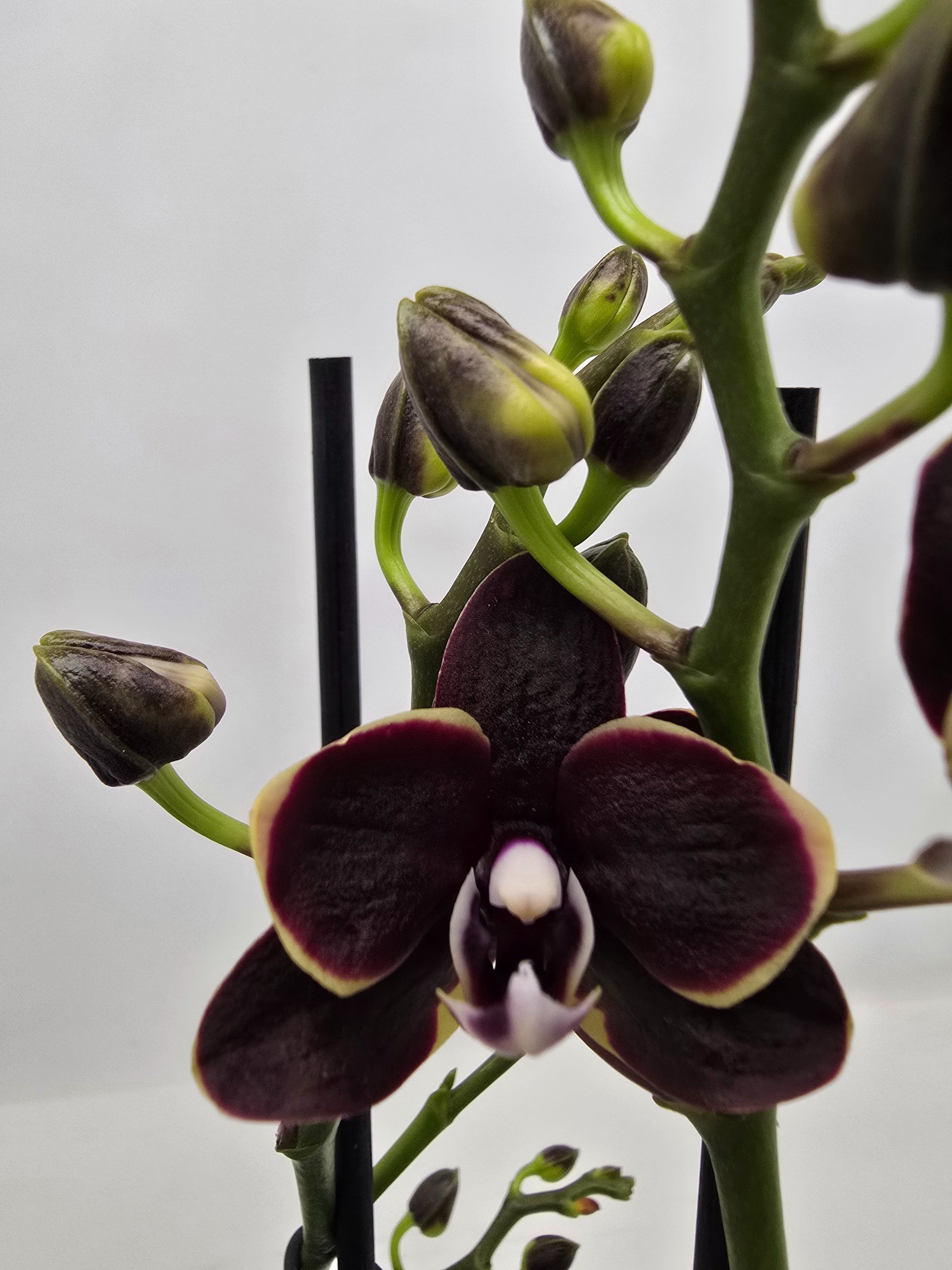 Phalaenopsis Hybrid 40cm 12cm Pot