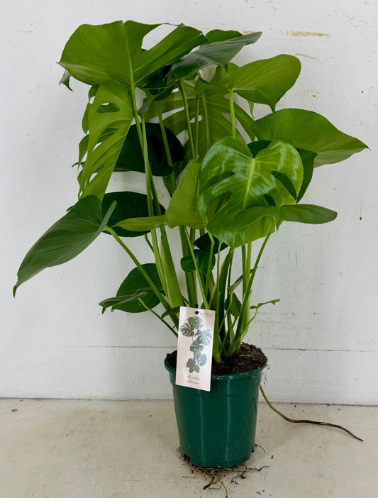 Monstera deliciosa 70cm 19cm Pot