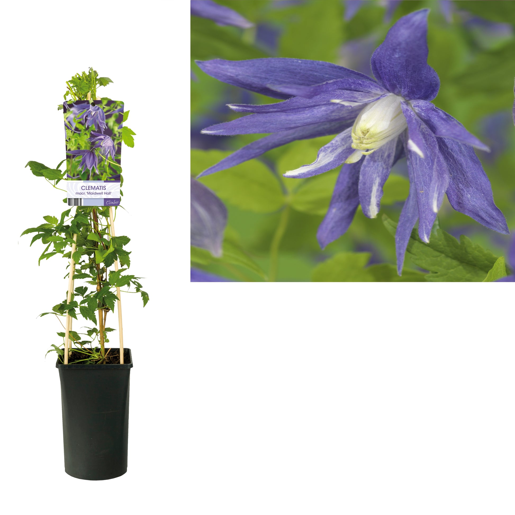 Clematis Maidwell Hall 75cm 17cm Pot