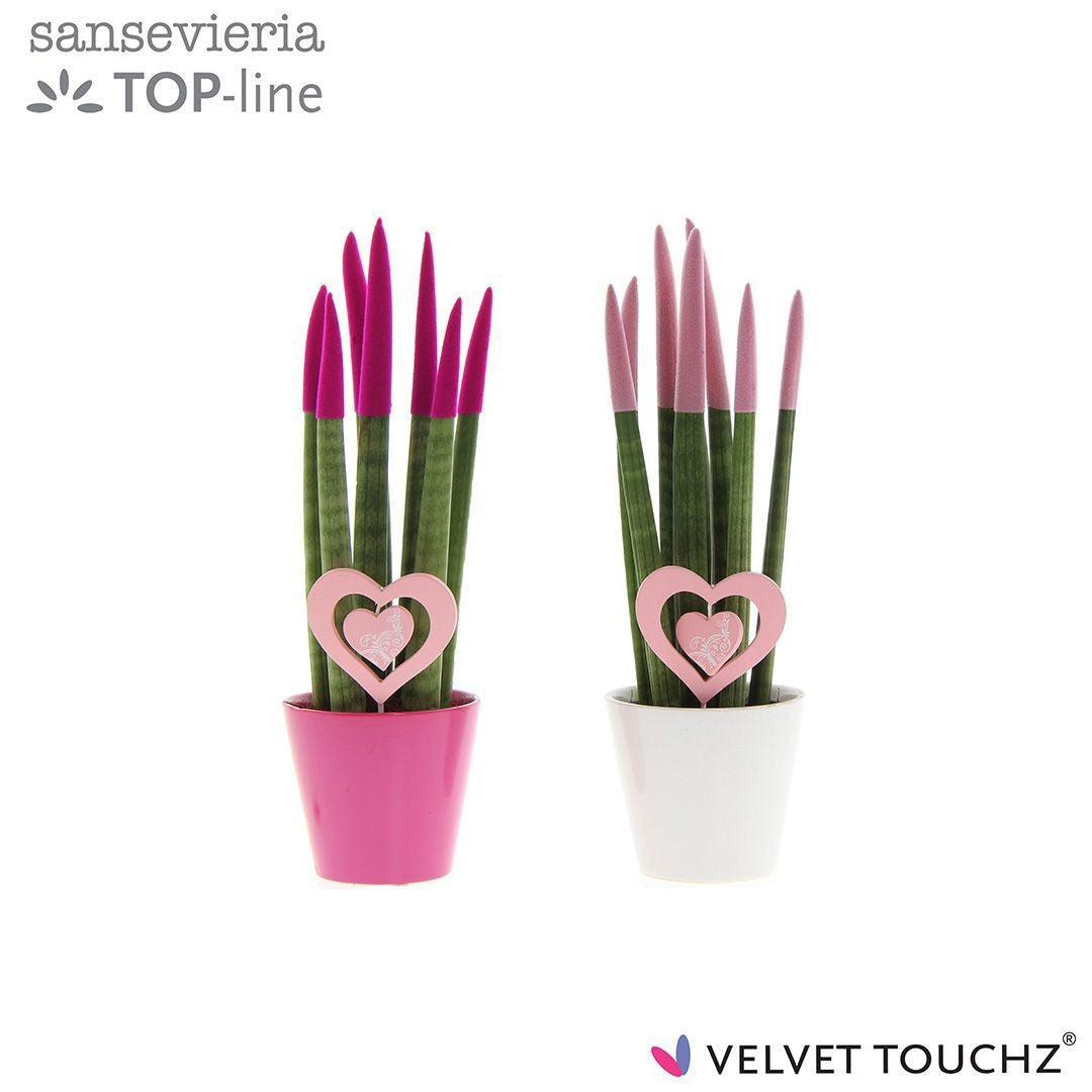 Sansevieria cylindrica 30cm 8.5cm Pot