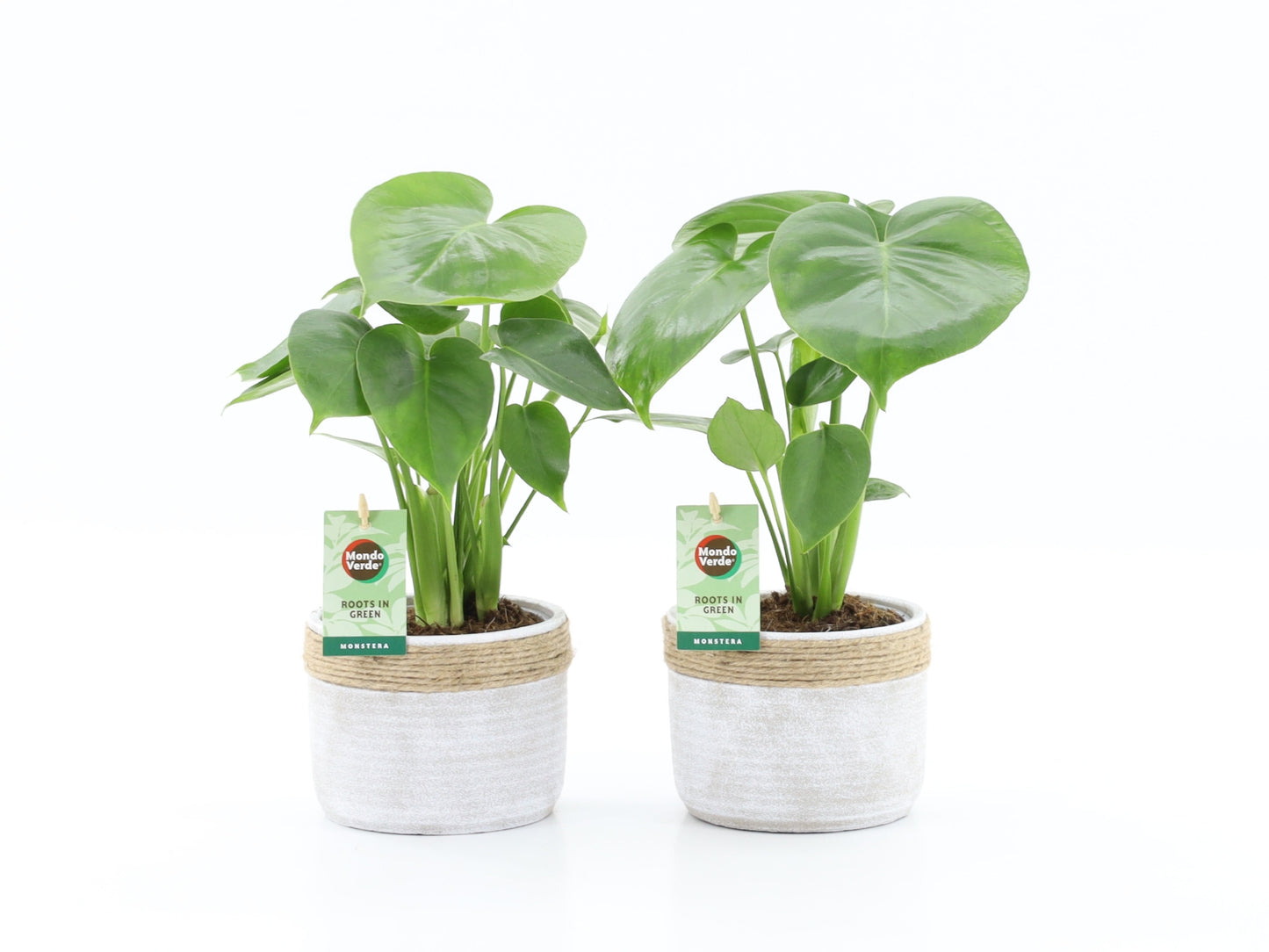 Monstera deliciosa 40cm 13cm Pot