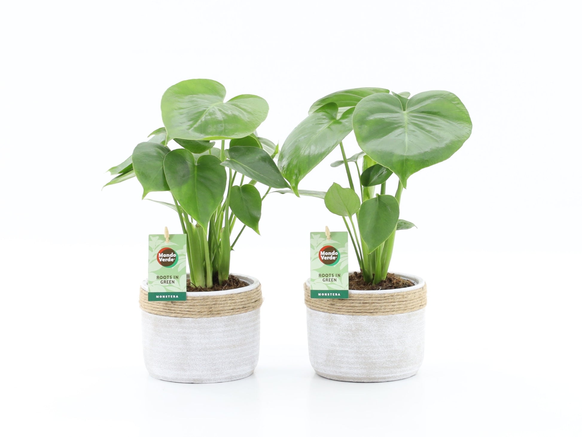 Monstera deliciosa 40cm 13cm Pot