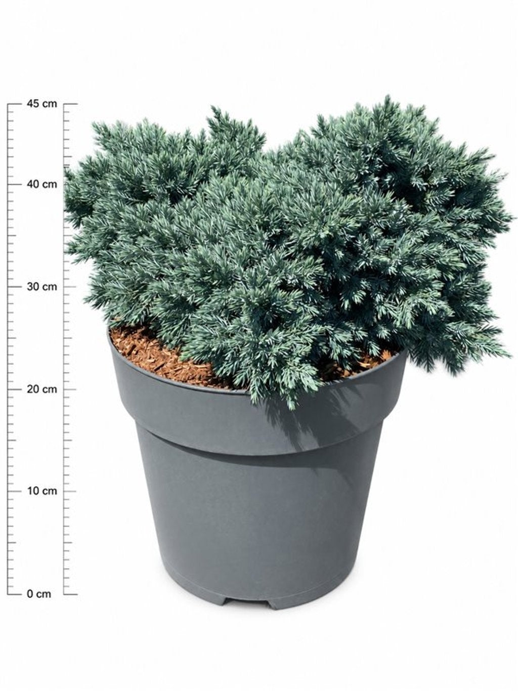 Juniperus Blue Star 50cm 32cm Pot
