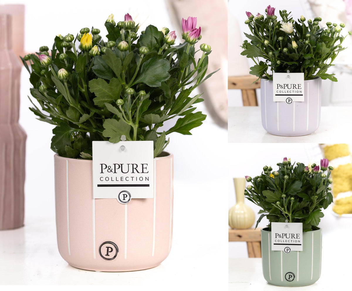 Chrysanthemum carnaval mix 25cm 12cm Pot
