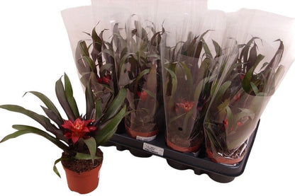 Guzmania 30cm 9cm Pot
