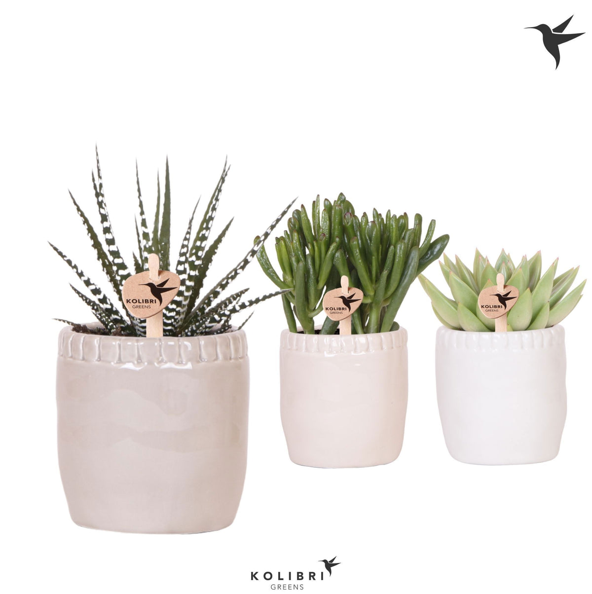Succulent mix 20cm 9cm Pot