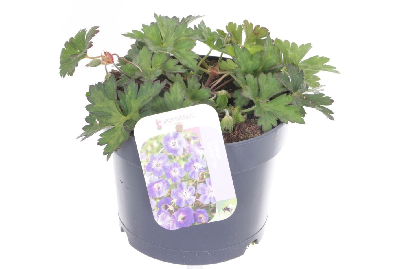 Geranium Rozanne (Hardy) 15cm 17cm Pot