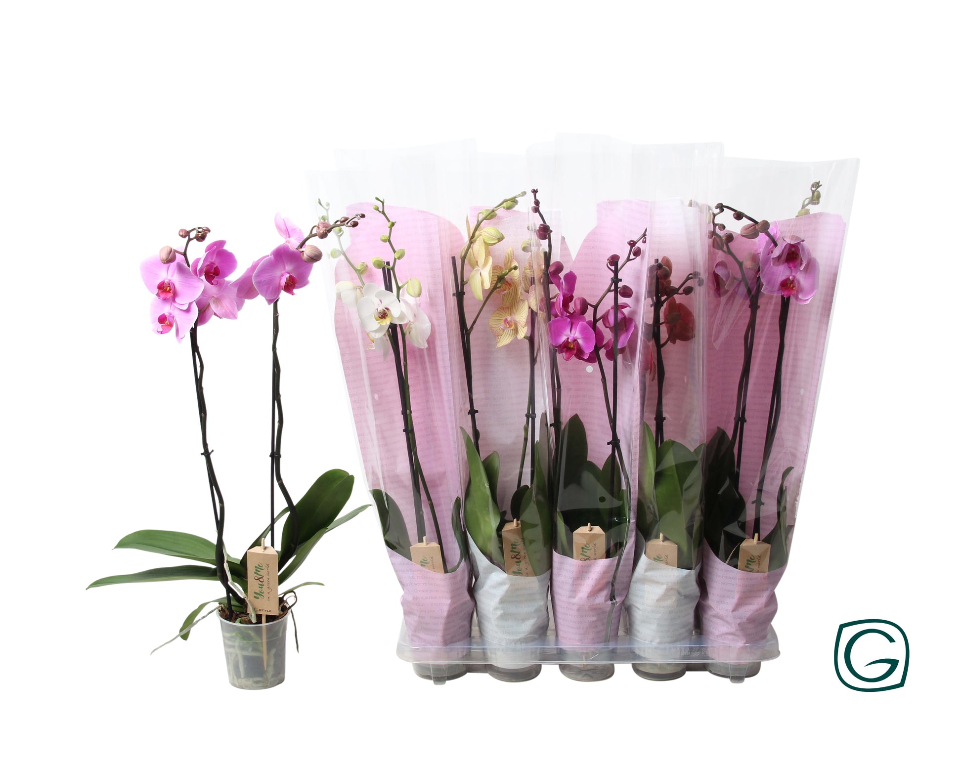 Phalaenopsis mix 4 colors 60cm 12cm Pot