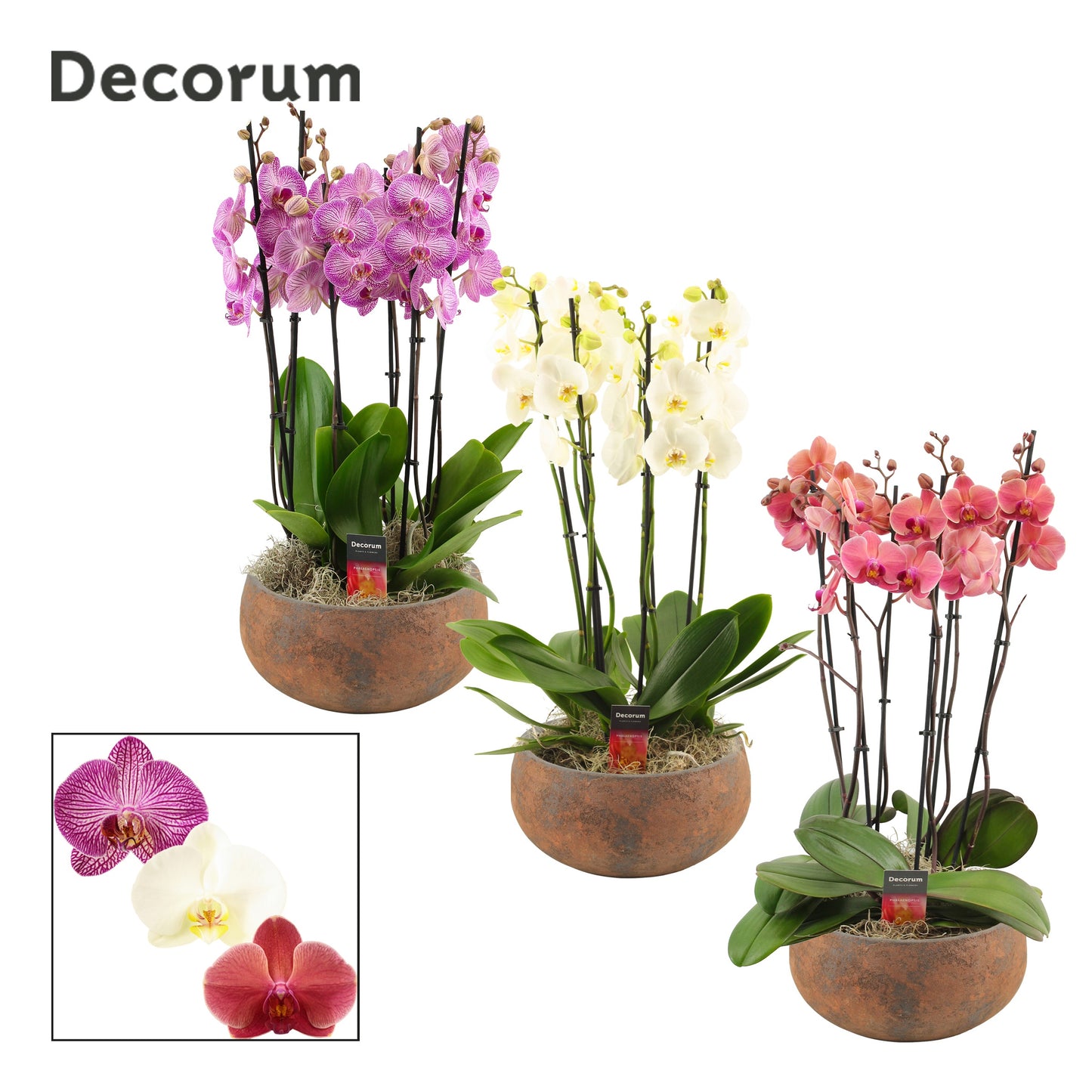 Phalaenopsis mix 65cm 27cm Pot