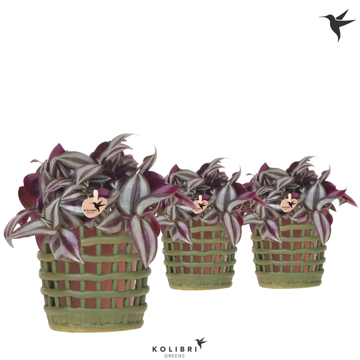 Tradescantia Violet Hill 21cm 9cm Pot