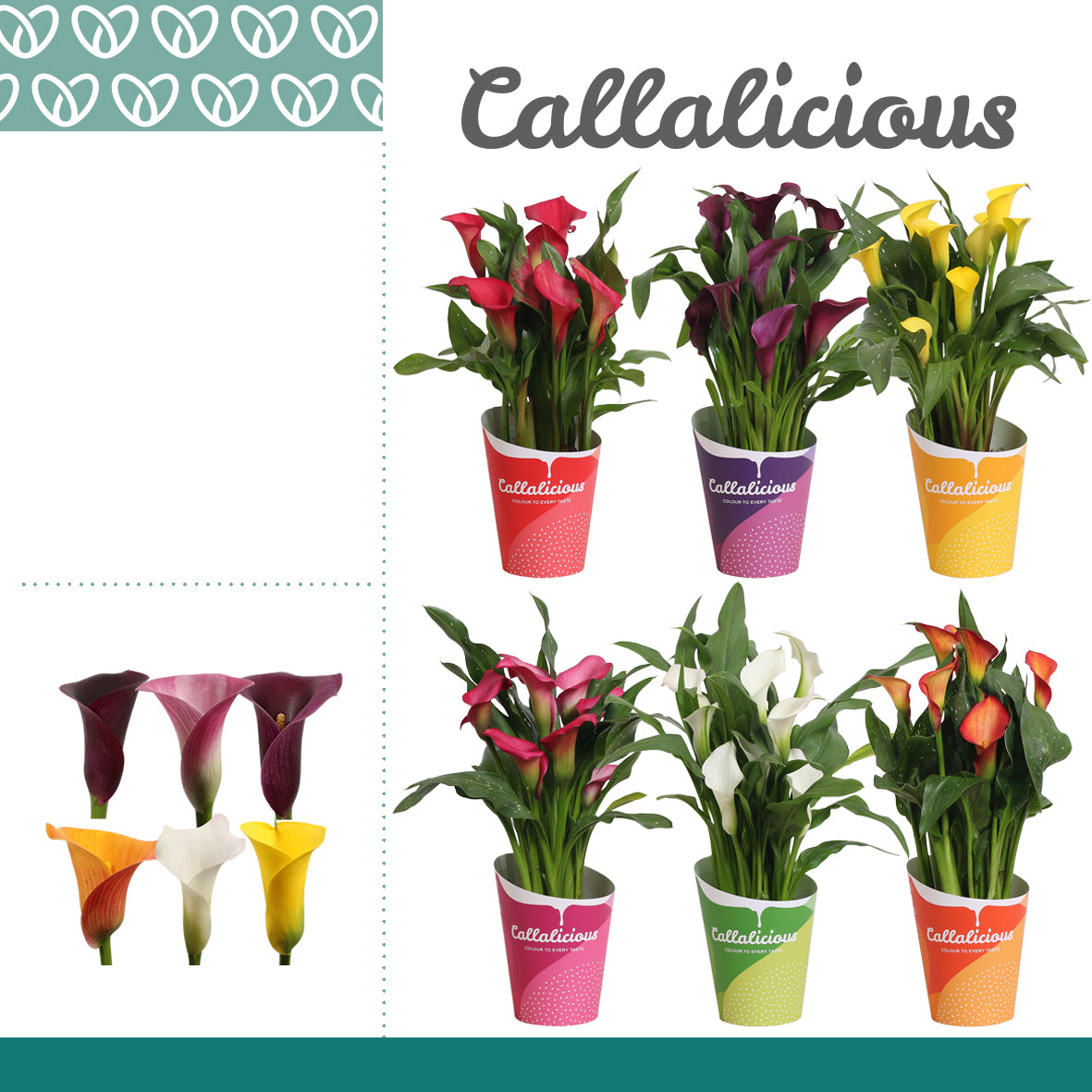 Zantedeschia mix 35cm 12cm Pot