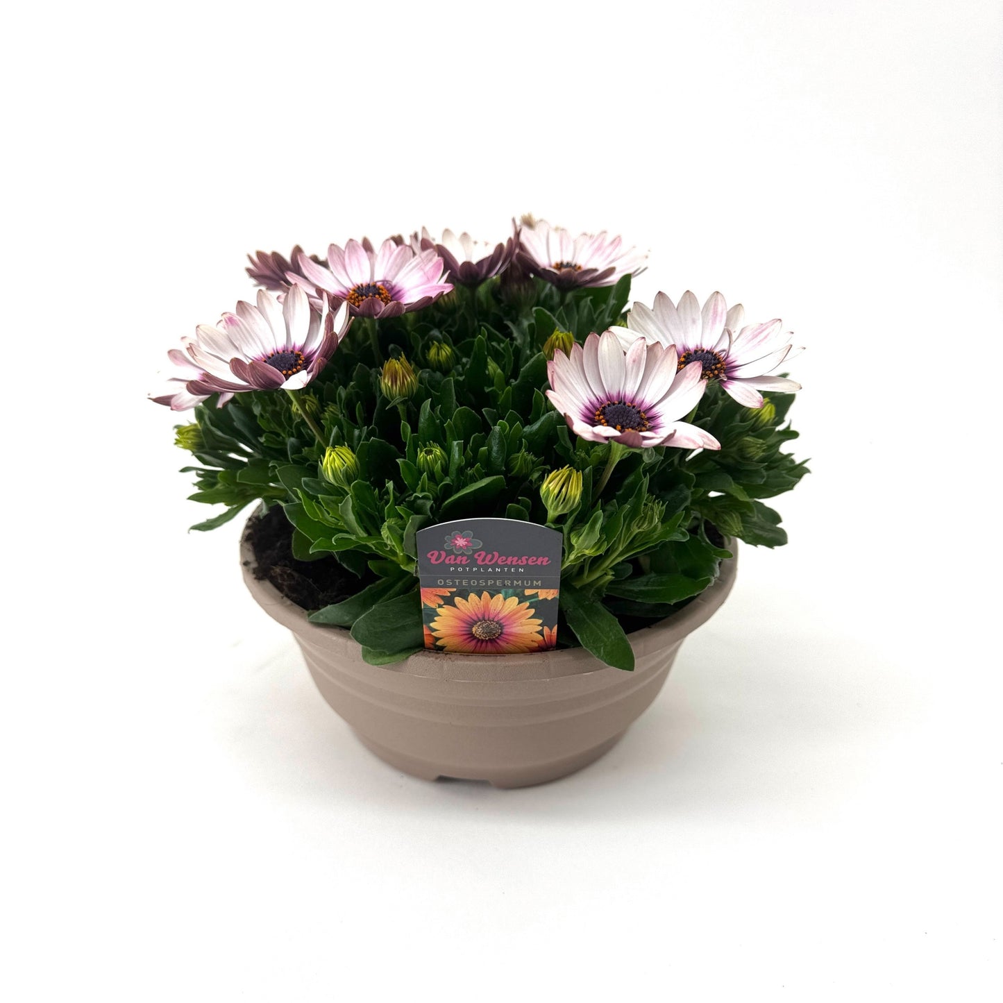 Osteospermum Senorita Quinty 24cm 21cm Pot