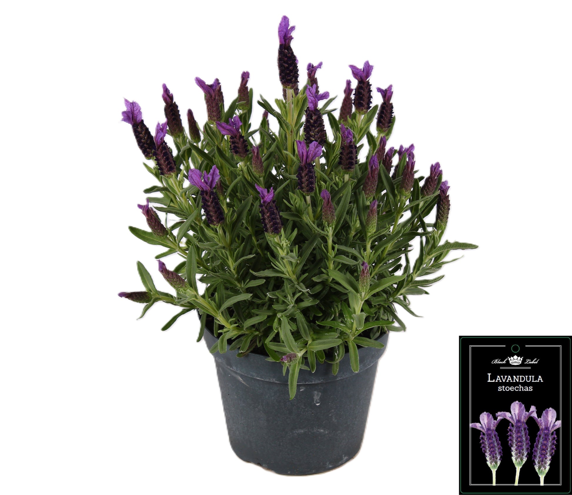 Lavandula stoechas 35cm 15cm Pot