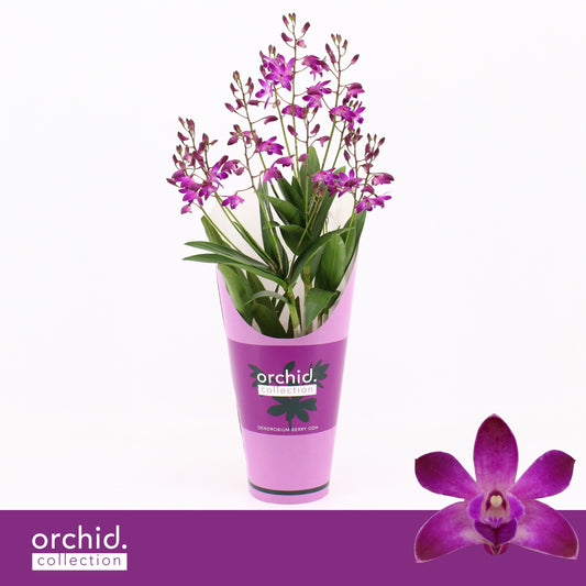 dendrobium-berry-oda-potcover-40cm-12cm-pot