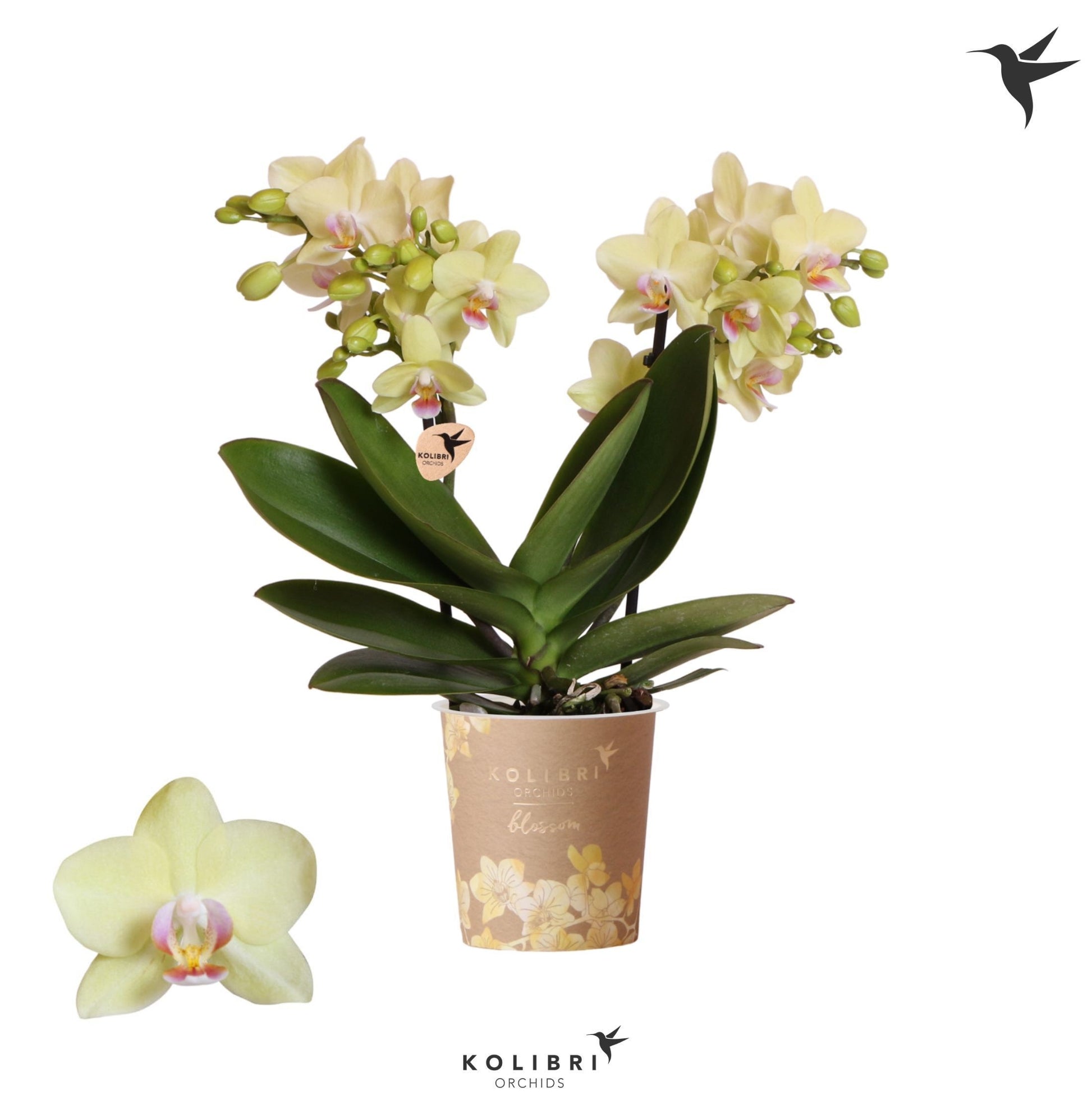 Phalaenopsis. mf. Paraguay 40cm 9cm Pot