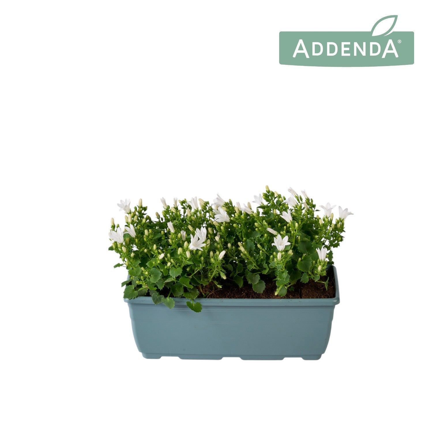 Campanula Ambella white 22cm 27cm Pot