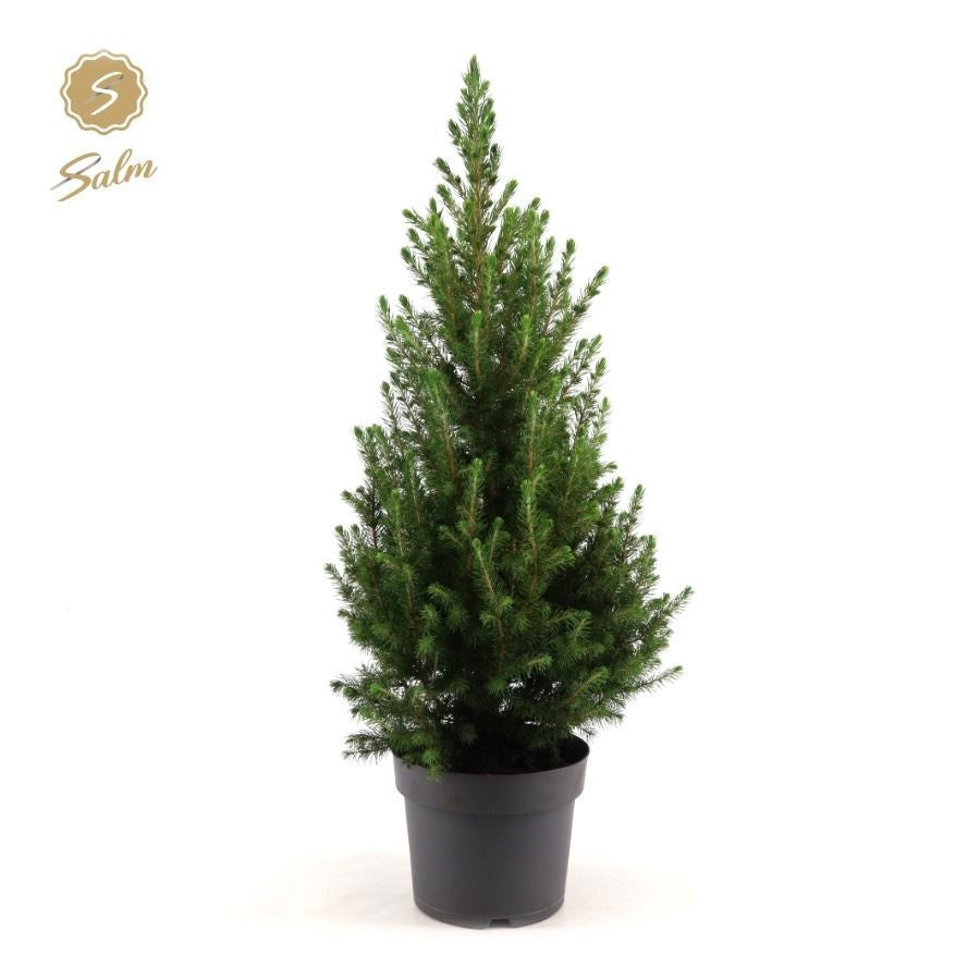 Picea gl. December 75cm 21cm Pot