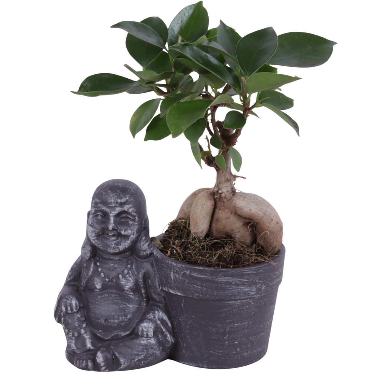 Ficus Ginseng 25cm 13cm Pot