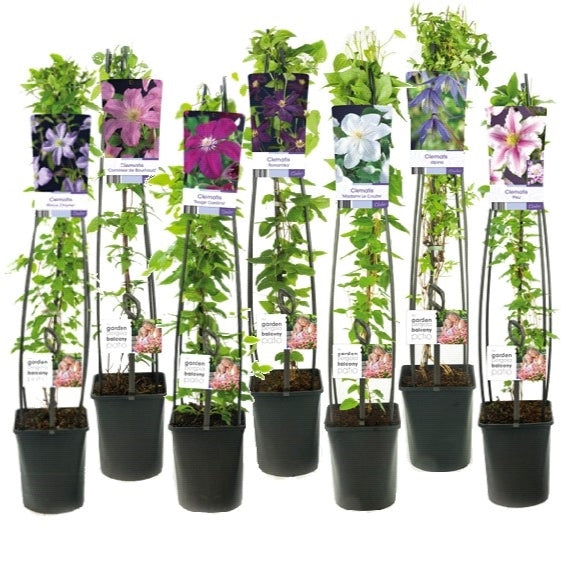 Clematis hybrid mix 115cm 23cm Pot