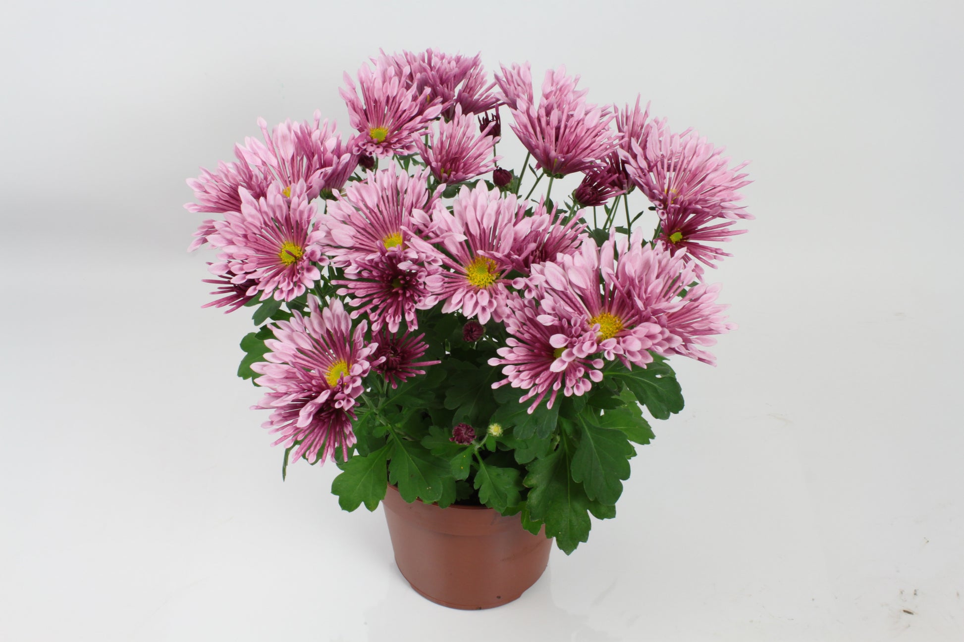 Chrysanthemum Lush 27cm 14cm Pot