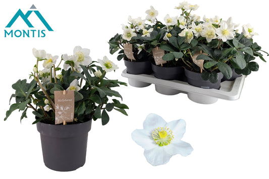 Helleborus niger Christmas Carol 55cm 17cm Pot