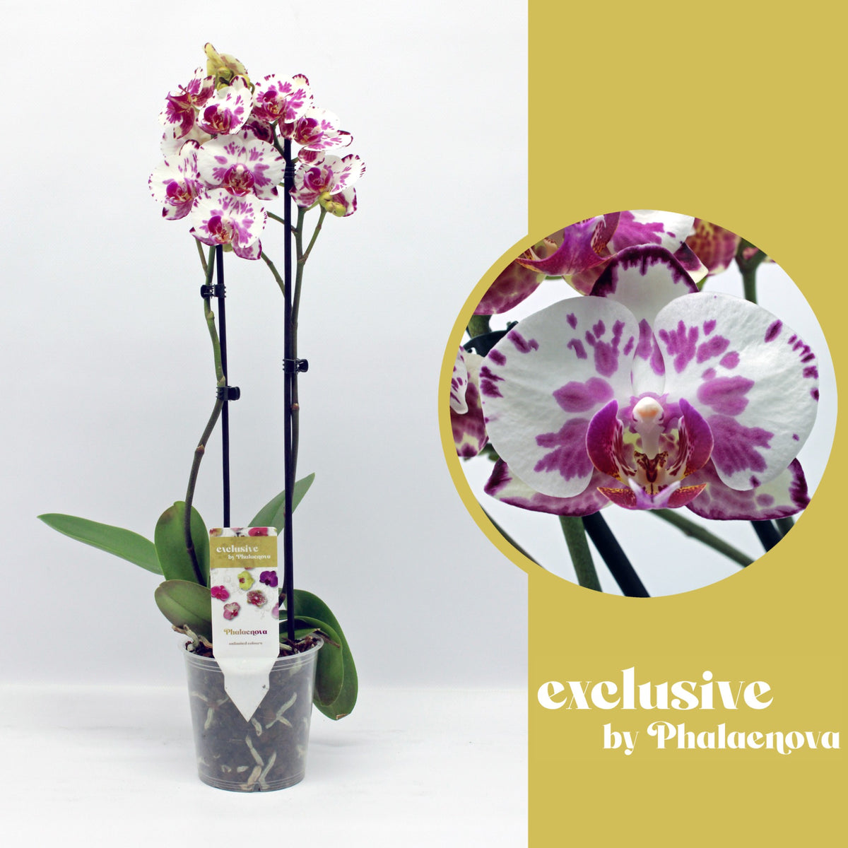 Phalaenopsis white 50cm 12cm Pot