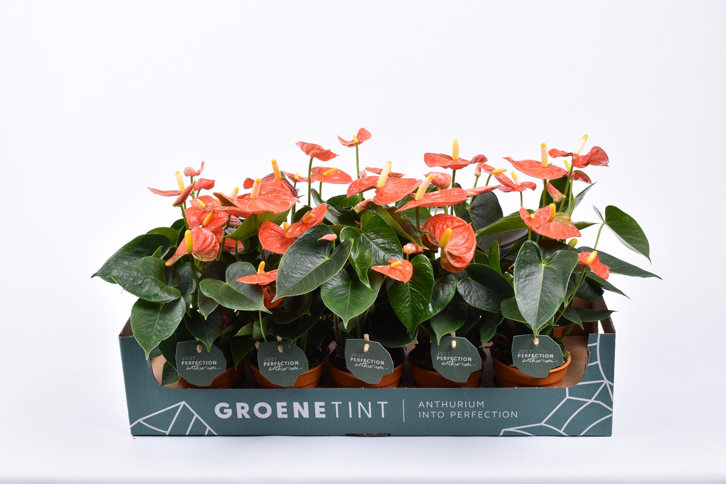 Anthurium Stilo 30cm 9cm Pot