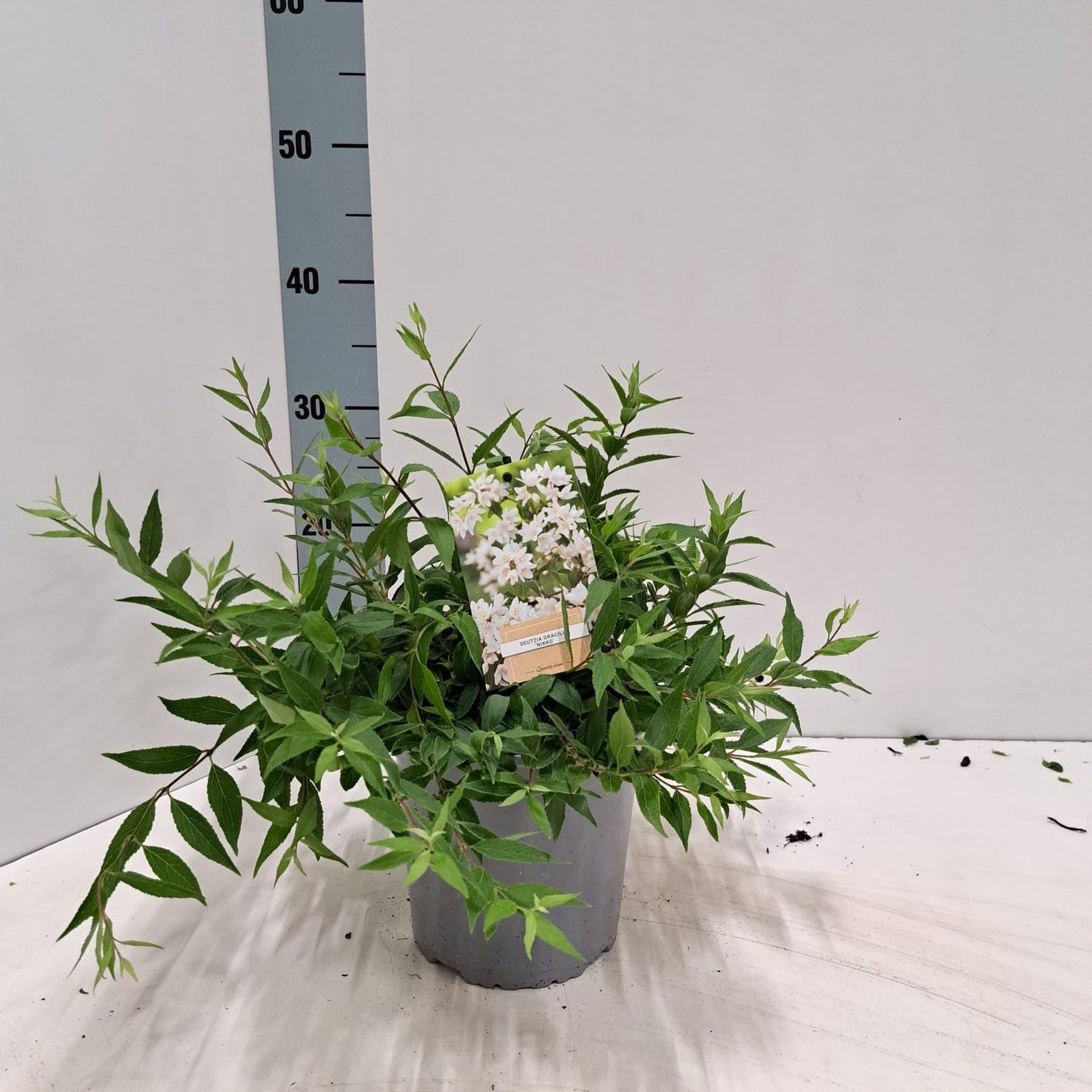 Deutzia grac. Nikko 25cm 17cm Pot