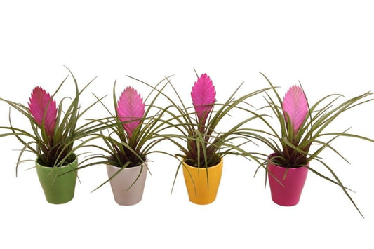 Tillandsia Anita 20cm 7cm Pot
